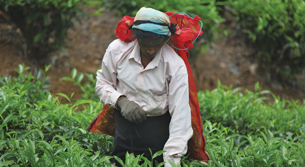 Tea Trails, Sri Lanka