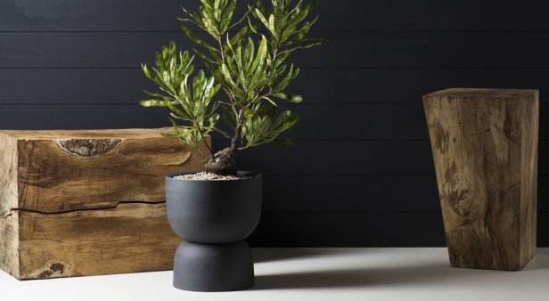 Pot your fancy plants in handcrafted pieces from Angus &#038; Celeste