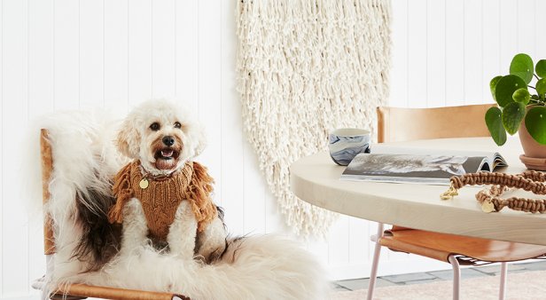Keep your pooch snug as a bug in a sweater from Sebastian Says