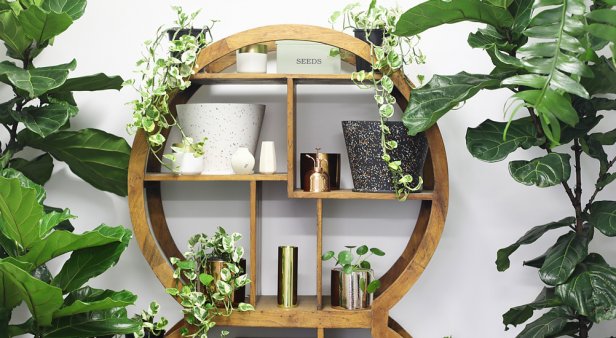 Greenfolk brings plants, homewares and botanical vibes to Burleigh