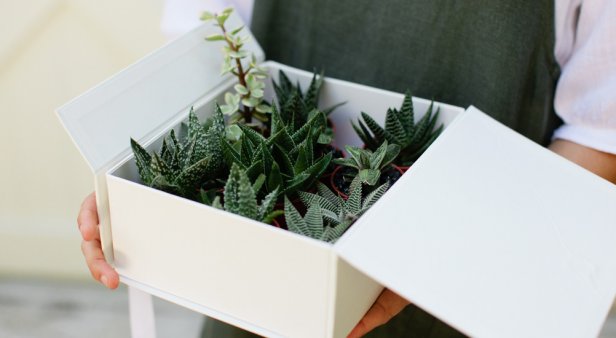 Get greenery delivered to your door with Currumbin&#8217;s Plants in a Box