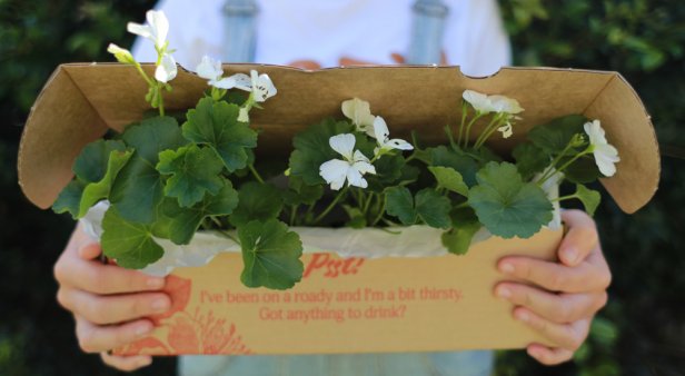 Get greenery delivered to your door with Currumbin&#8217;s Plants in a Box