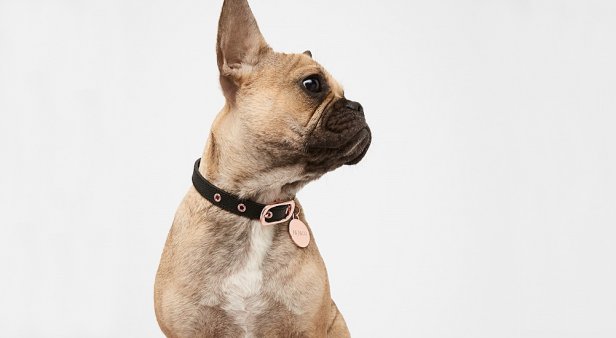 Dapper doggos – Mimco to launch a series of leather dog collars