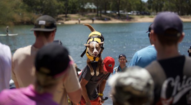 Pups on SUPS paddles back to the Gold Coast this October
