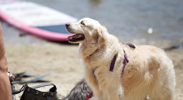 Pups on SUPS paddles back to the Gold Coast this October