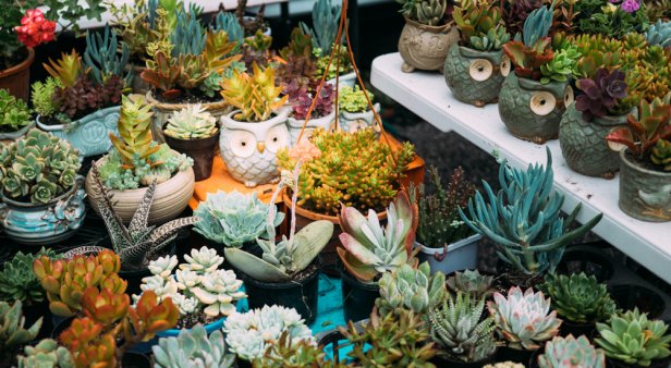 Succulent Bowl Making Workshop at Mo&#8217;s Desert Clubhouse