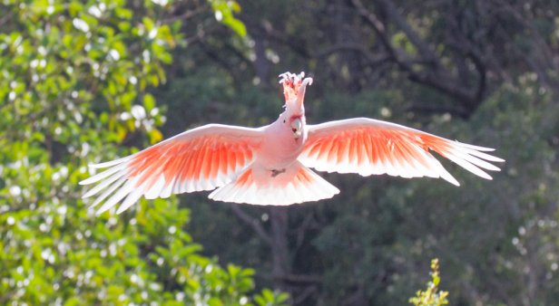 Be captivated by Currumbin Wildlife Sanctuary&#8217;s soaring new show Wild Skies