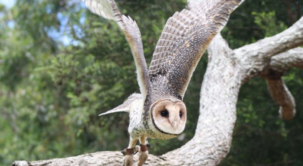 Be captivated by Currumbin Wildlife Sanctuary&#8217;s soaring new show Wild Skies