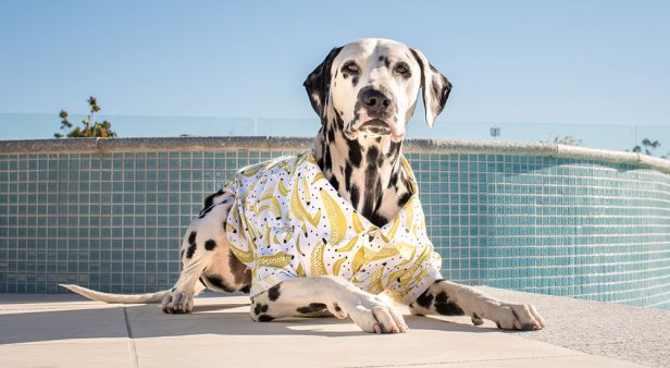 Match your best furry mate with threads and accessories from Pablo &#038; Co.