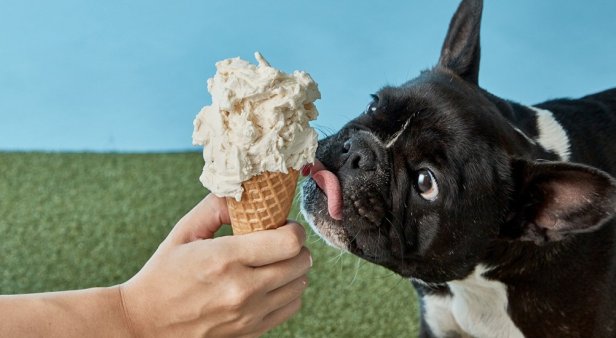 Gelatissimo scoops out limited-edition dog-friendly gelato for your best mate
