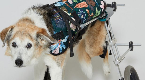 Keep Aussie pets safe with a limited-edition PetRescue x Gorman dog coat