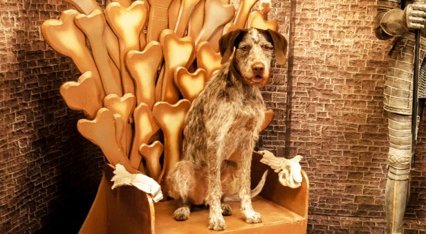 A pop-up &#8216;Insta museum&#8217; for pets is landing on the Gold Coast this summer
