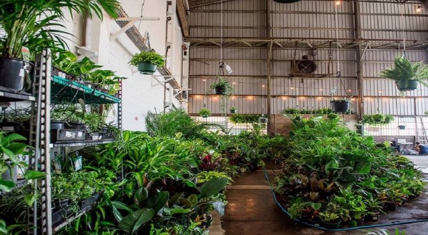 The Jungle Collective&#8217;s Virtual Indoor Pop-Up Plant Sale