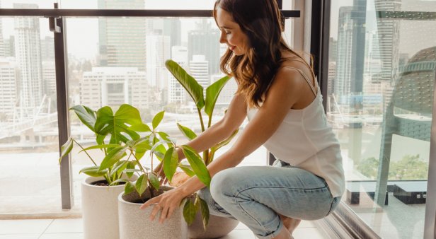 Enjoy room-ready plants straight to your door with The Plant People