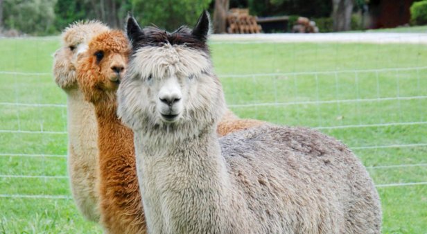 Make the most of Queensland&#8217;s easing restrictions and frolic with alpacas through the vineyards