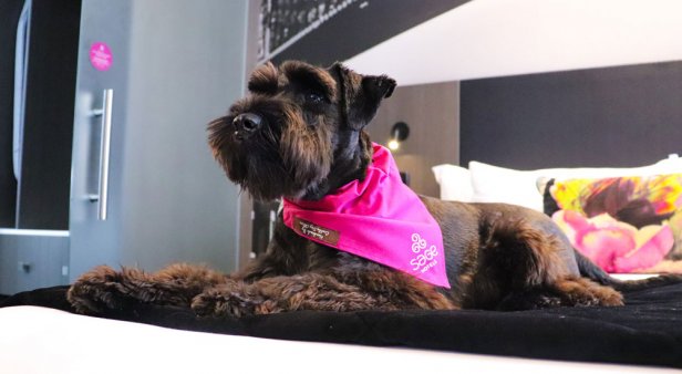 The Weekend Series: enjoy a staycay with your doggo at these pet friendly accomodation hotspots