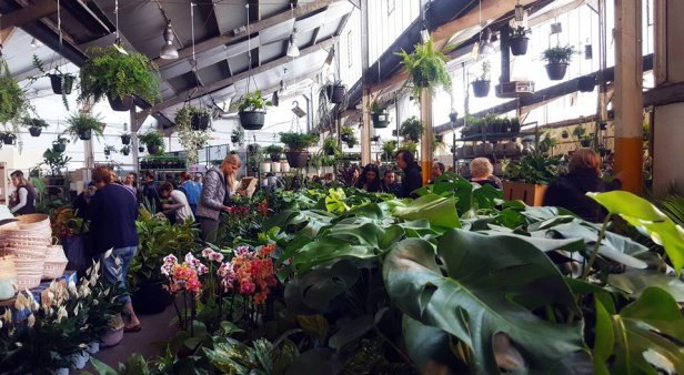 The Jungle Collective&#8217;s Virtual Indoor Pop-Up Plant Sale