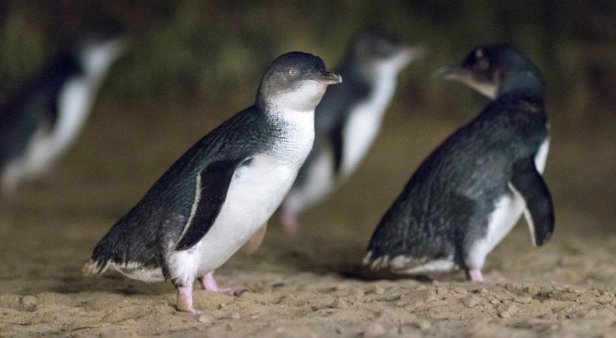 Catch all of the cuteness of Phillip Island&#8217;s Penguin Parade via the park&#8217;s live stream