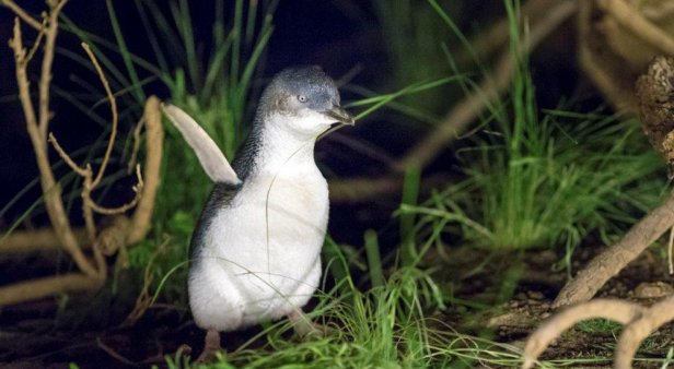 Catch all of the cuteness of Phillip Island&#8217;s Penguin Parade via the park&#8217;s live stream