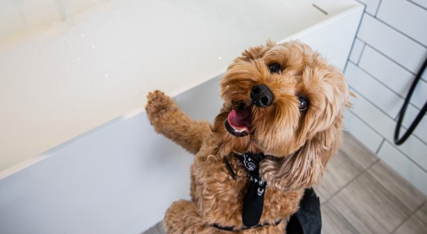 Pawdicures and doggy dinners – treat your fur baby to a luxe sleepover at QT Hotels &amp; Resorts