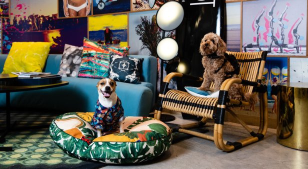 Pawdicures and doggy dinners – treat your fur baby to a luxe sleepover at QT Hotels &amp; Resorts