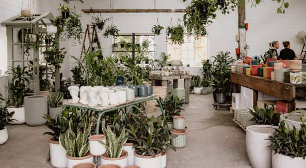 The Borrowed Nursery plants a new Brisbane location at Colwill Place