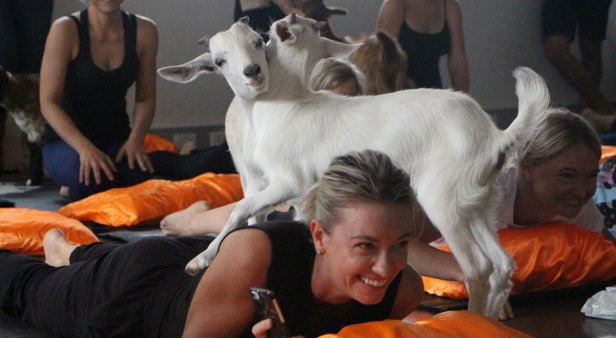 Goat Yoga at Flow ST8