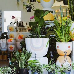 Greenfolk expands its urban jungle to a leafy new space in Burleigh Heads