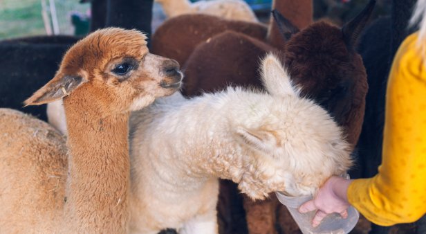 Spend a day picnicking, petting alpacas and learning about sustainable food practices at Ella&#8217;s Farm