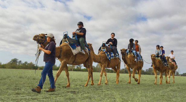 Hop on a hump and have sunset cocktails with camels at Summer Land Farm