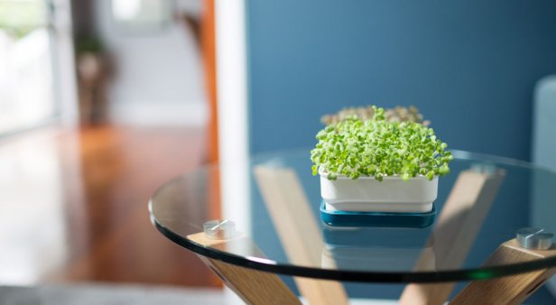 Grow micro-greens with micro effort – say hello to Micropod