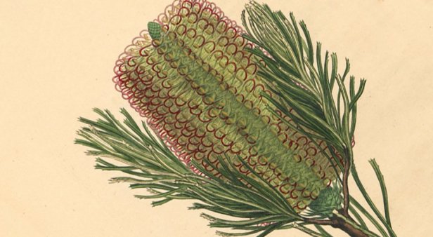 Explore the power of plants at State Library of Queensland&#8217;s Entwined exhibition