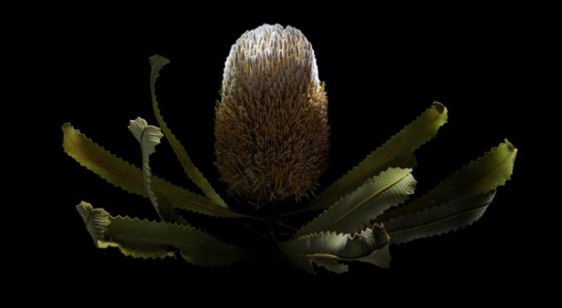 Explore the power of plants at State Library of Queensland&#8217;s Entwined exhibition