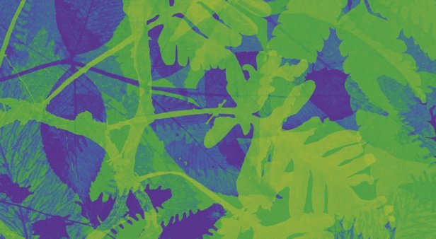 Explore the power of plants at State Library of Queensland&#8217;s Entwined exhibition