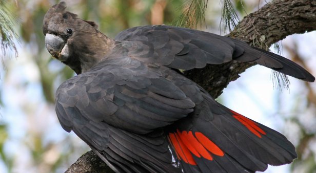 Glossy Black-Cockatoo Birding Day