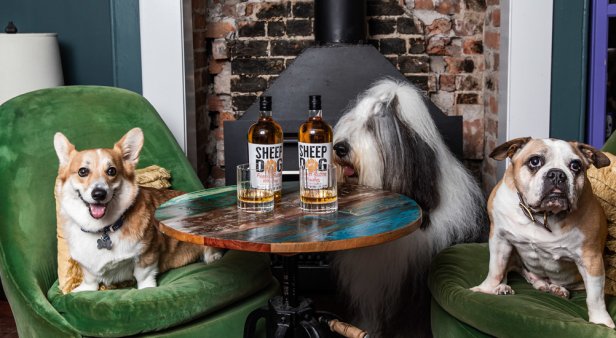Lap up Sheep Dog’s newly launched peanut-butter whiskey