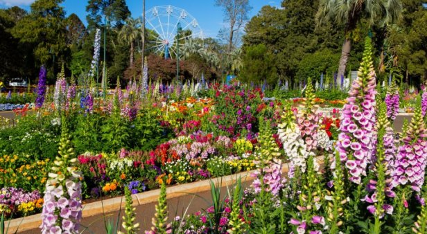 Petal power – our top five things to check out at Toowoomba Carnival of Flowers