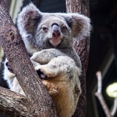 Cuddly koalas, night markets and picturesque hiking spots – hidden gems to discover in Logan
