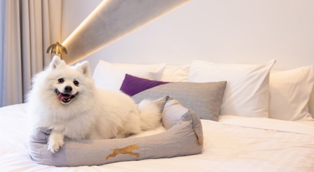 That&#8217;s so fetch – treat your furry friend to a five-star stay at Hotel X