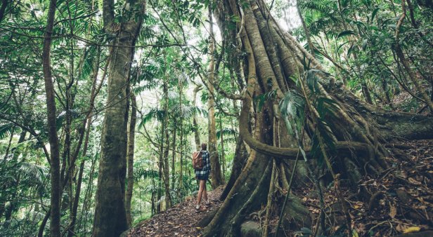 Those boots are made for walking – the best trails to hike in and around the Gold Coast
