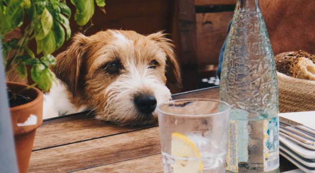 The round-up: bark up the right tree at the Gold Coast&#8217;s best dog-friendly cafes and bars