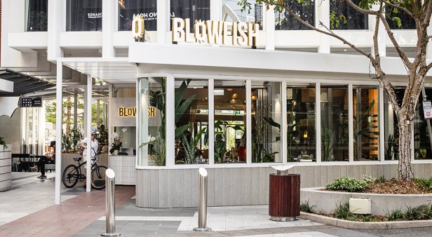 Blowfish Ocean Grill + Bar
