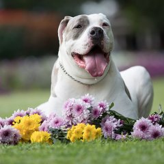 Food festivals, starry serenades and doggy days out  – top things to check out at Toowoomba Carnival of Flowers